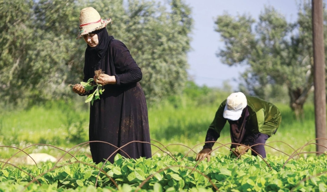 تقديرات البنك الدولي: 1.2 مليار دولار خسائر القطاع الزراعي