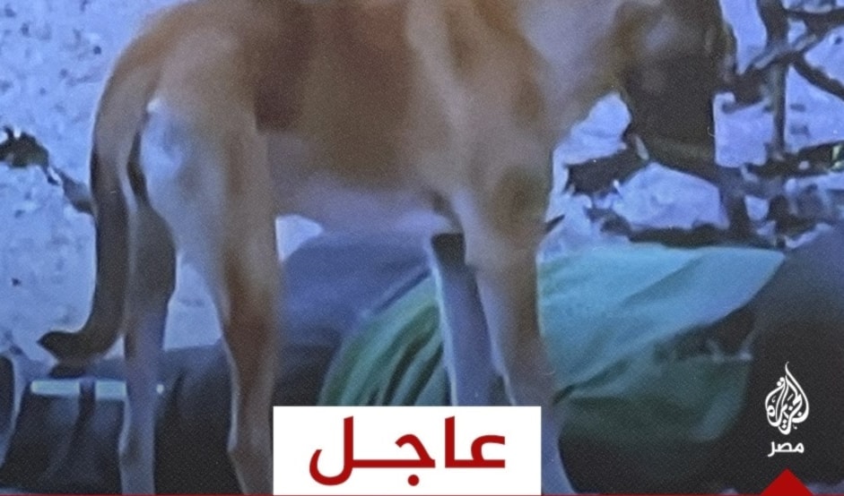 غزة وحيدة... والعرب مشغولون بالجولاني
