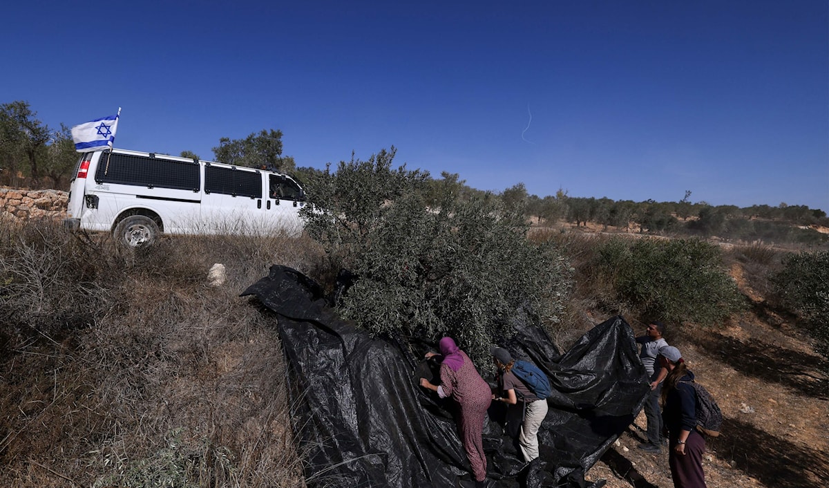 أدّت اعتداءات المستوطنين إلى إصابة 99 فلسطينياً وأضرار في أراضٍ زراعية (أ ف ب)