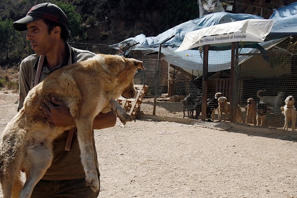 دعت بلدية ضهر الصوان المواطنين إلى التعاون عبر الإبلاغ الفوري عن أي حيوان برّي نافق (هيثم الموسوي)