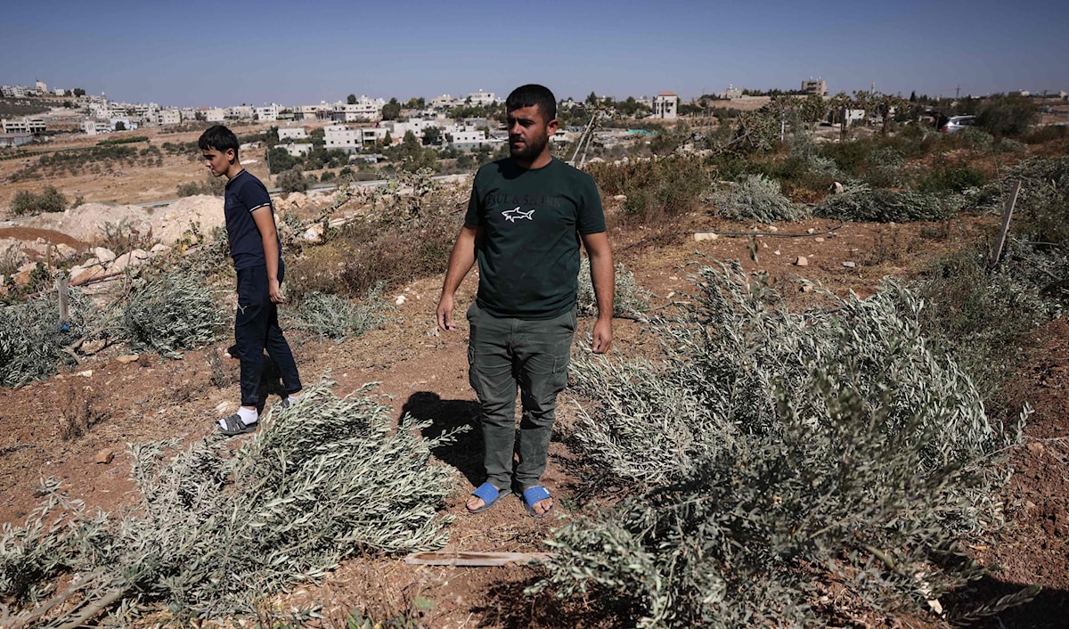 فلسطينيان يتفقّدان الأضرار بعد أن قطع مستوطنون إسرائيليون أشجار الزيتون العائدة لعائلتهما (أ ف ب)