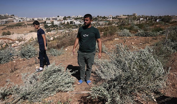 فلسطينيان يتفقّدان الأضرار بعد أن قطع مستوطنون إسرائيليون أشجار الزيتون العائدة لعائلتهما (أ ف ب)