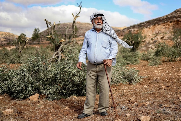 عجوز فلسطيني يتفقّد زيتوناً اقتلعه المستوطنون في بلدة أبو فلاح شمال شرق رام الله (أ ف ب)