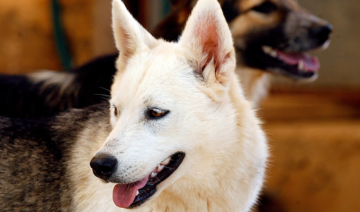 (هيثم الموسوي)