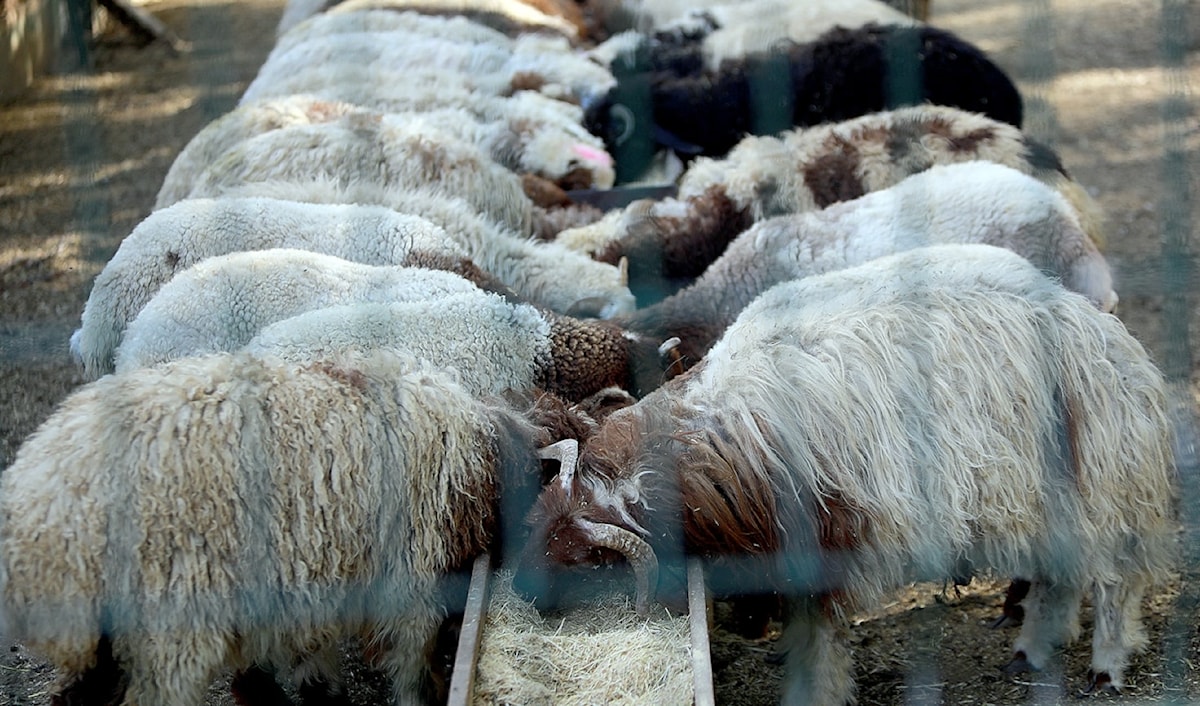 (هيثم الموسوي)