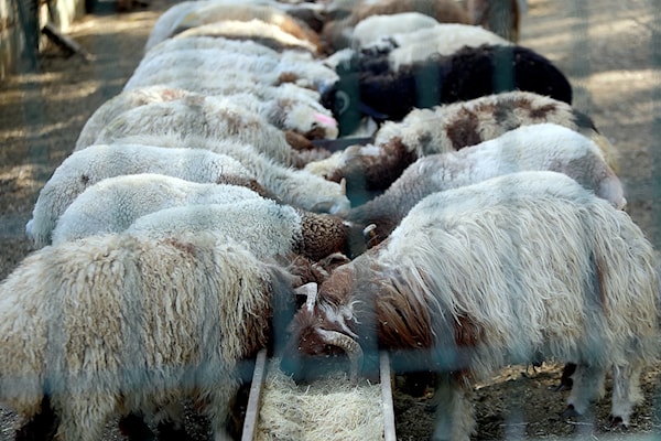 (هيثم الموسوي)