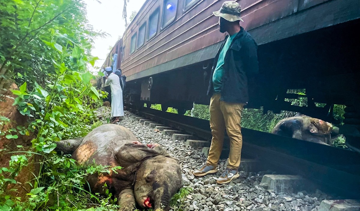 اصطدام قطار بعائلة من الأفيال (أ ف ب)