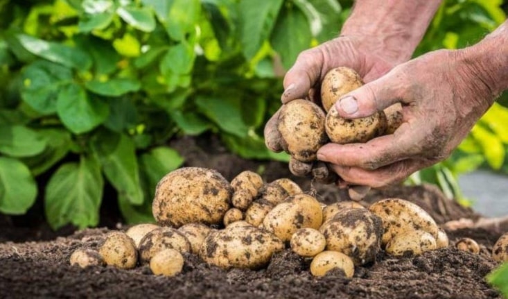 تهدف عملية التوزيع إلى دعم صغار المزارعين وتحسين إنتاج البطاطا كمحصول أساسي (من الويب)