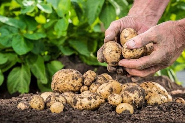تهدف عملية التوزيع إلى دعم صغار المزارعين وتحسين إنتاج البطاطا كمحصول أساسي (من الويب)