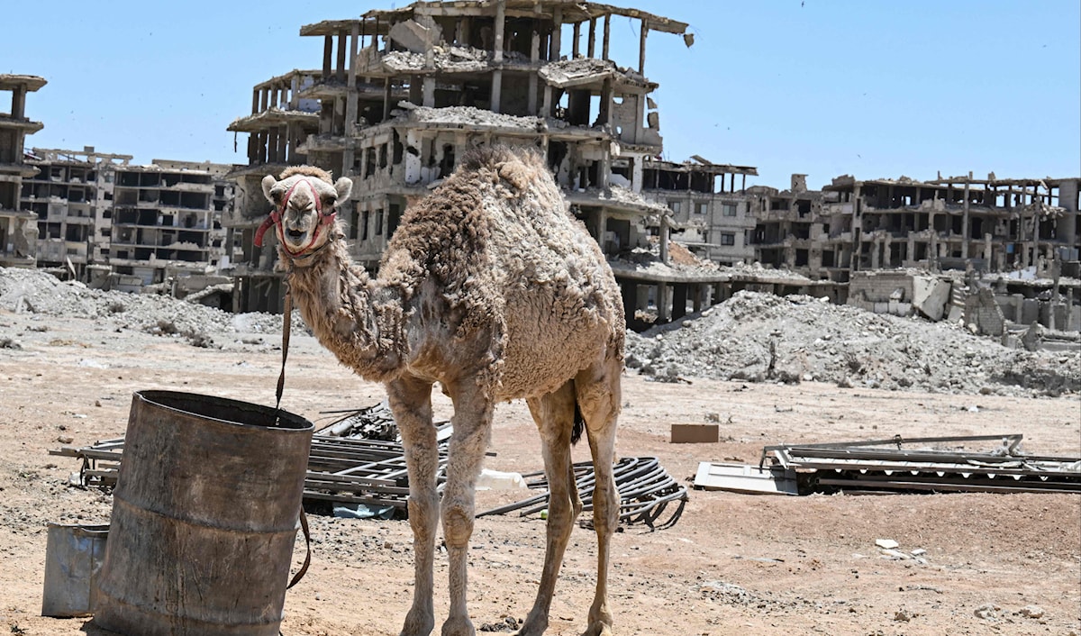 أسعار الأضاحي في محافظة الحسكة هي الأرخص مقارنة بسواها من المحافظات (أ ف ب)