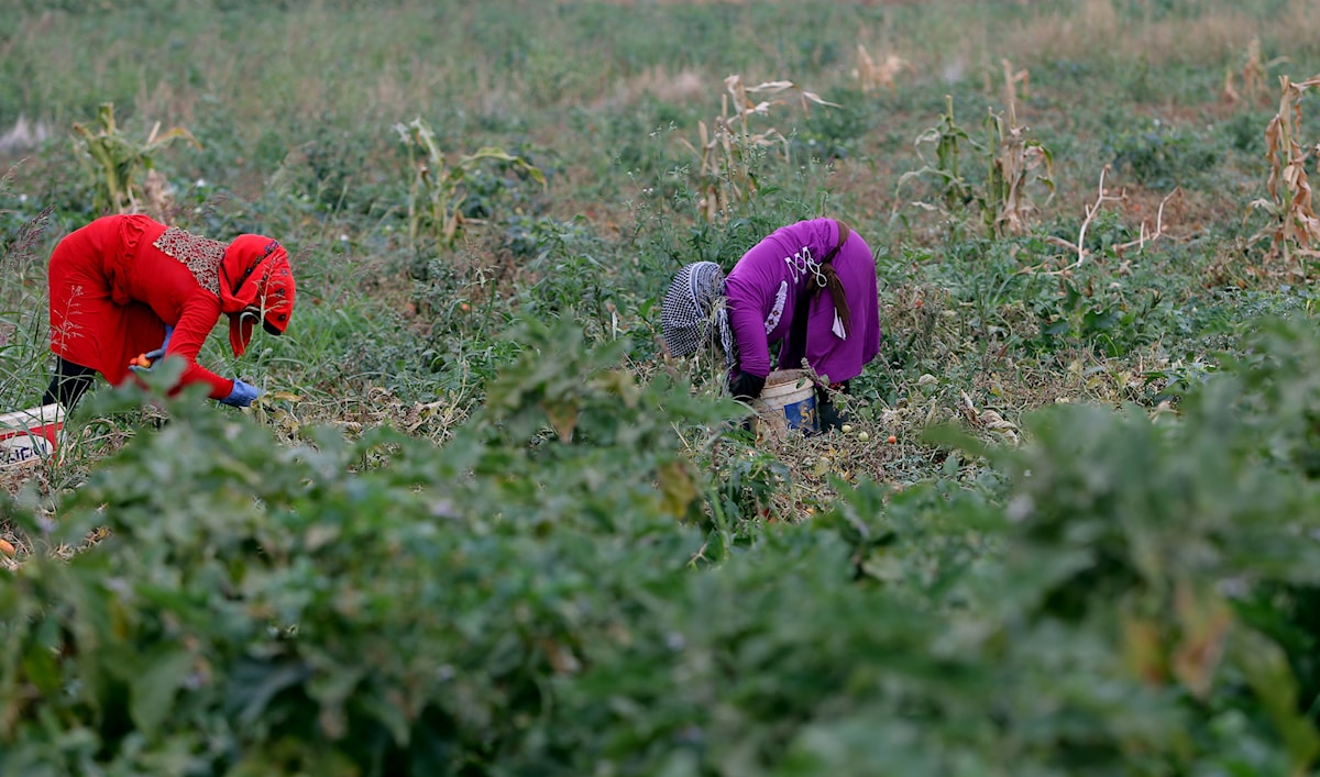 مزارعون في منطقة البقاع في لبنان