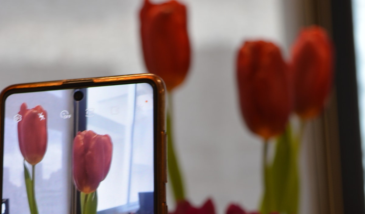 باقة ورود (الأخبار)