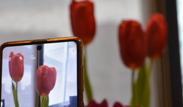 باقة ورود (الأخبار)