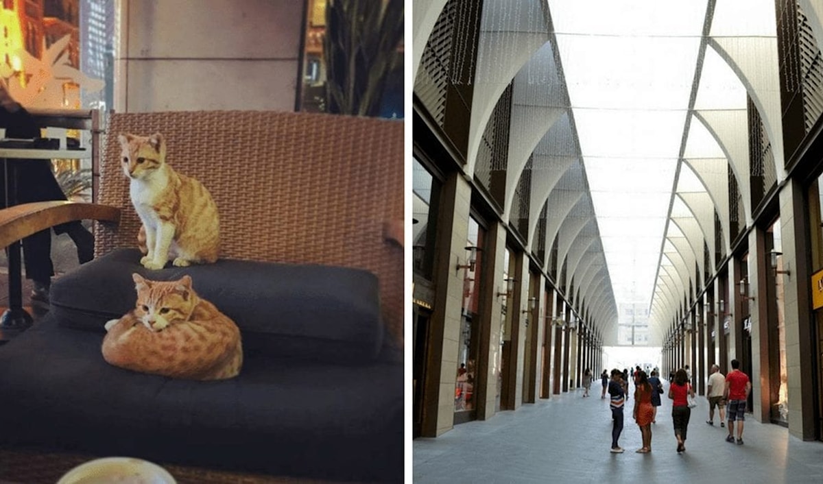 «سوليدير» تطارد قطط بيروت