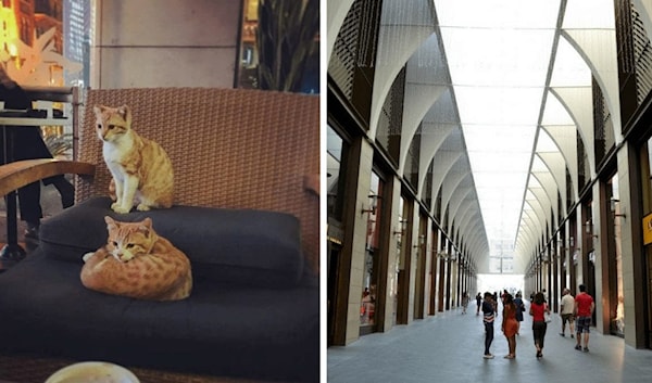 «سوليدير» تطارد قطط بيروت