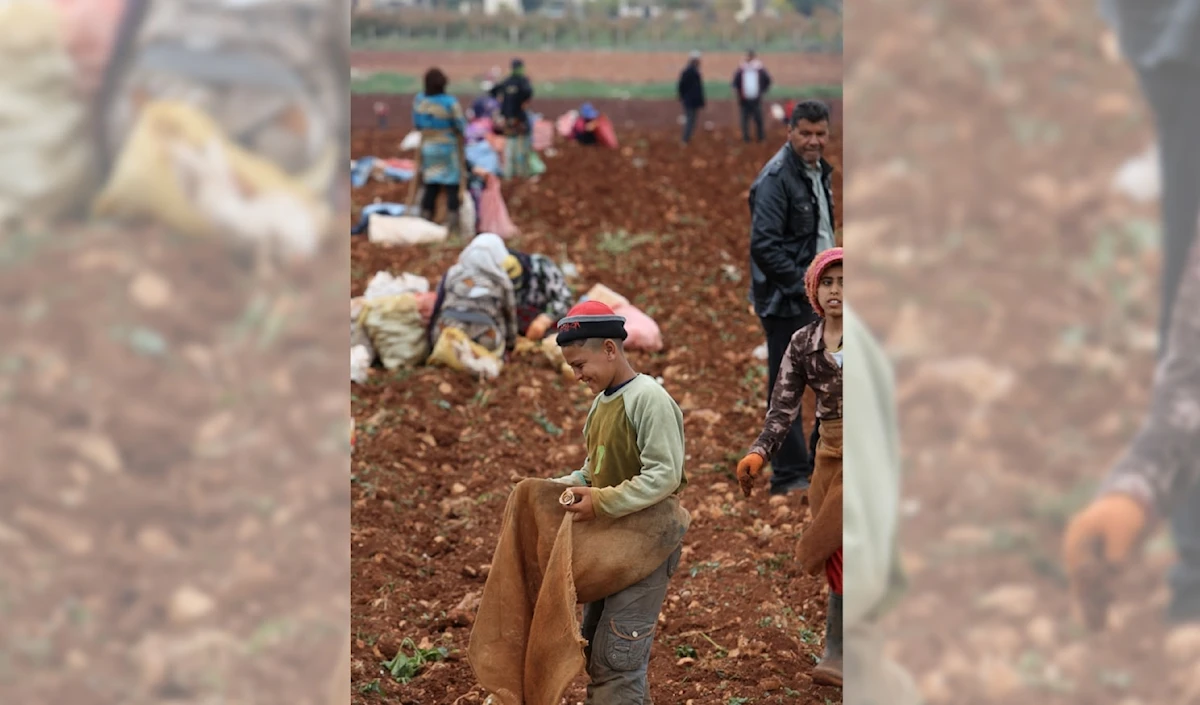 An agricultural disaster in the Bekaa: hailstones tear through crops