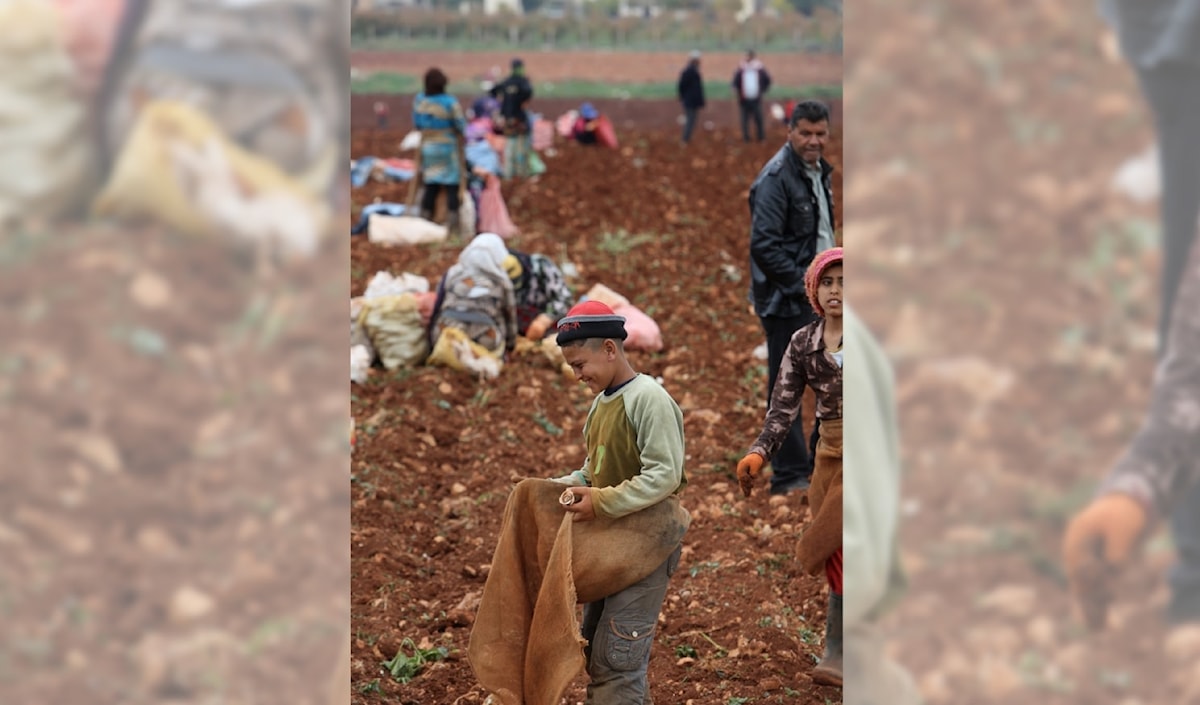 كارثة زراعية في البقاع: «حبّات البرد» تنهش المحاصيل