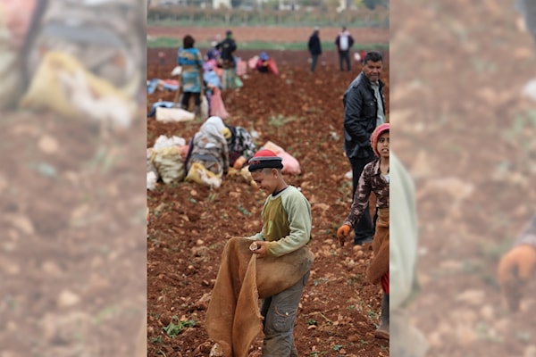 كارثة زراعية في البقاع: «حبّات البرد» تنهش المحاصيل