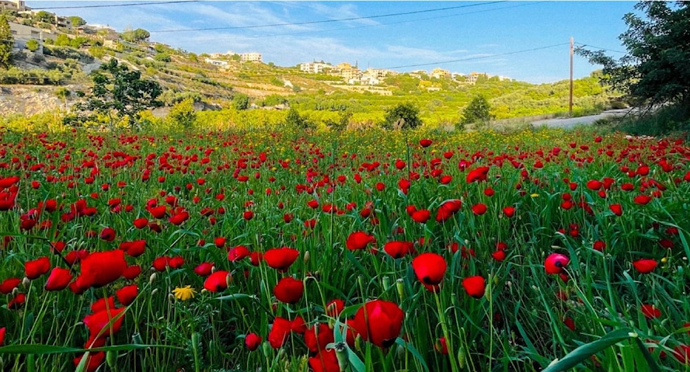 ورد الدحنون الأحمر في أحد الحقول جنوب لبنان (من الويب)