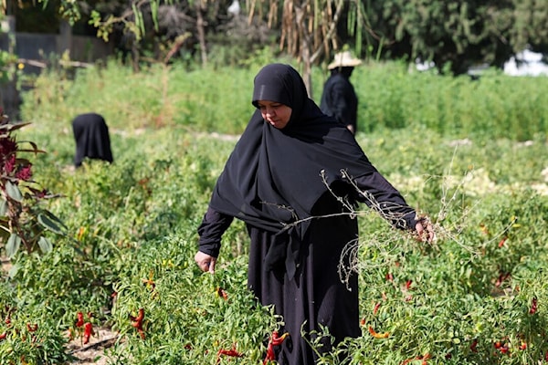 نساء الجنوب يروين الذاكرة المنسيّة