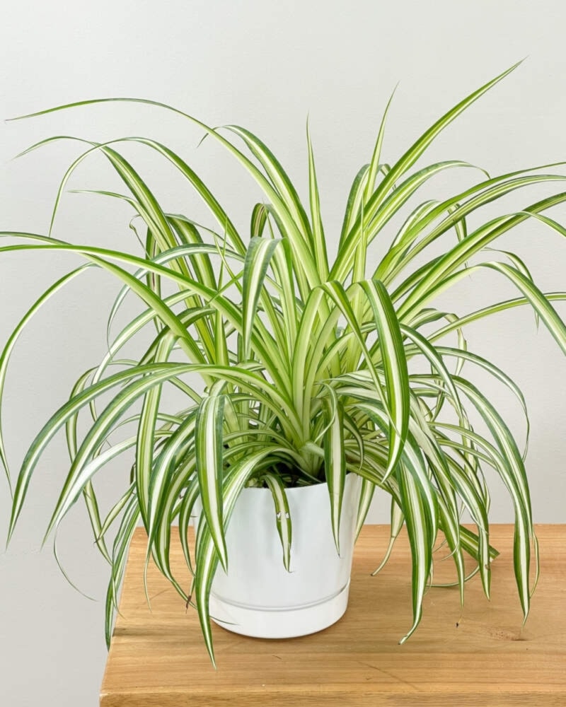 يُعد نبات العنكبوت (Spider Plant) من النباتات المنزلية الأكثر انتشاراً