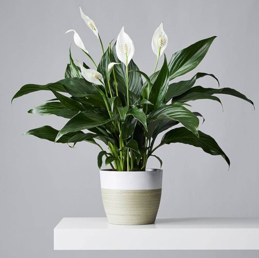 يُعد زنبق السلام (Peace Lily) من أكثر النباتات المنزلية شعبية