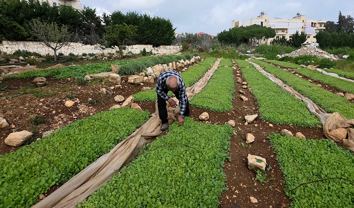 طالت أضرار الحرب نحو 22.5% من إجمالي المساحات الزراعية في لبنان (الأخبار)
