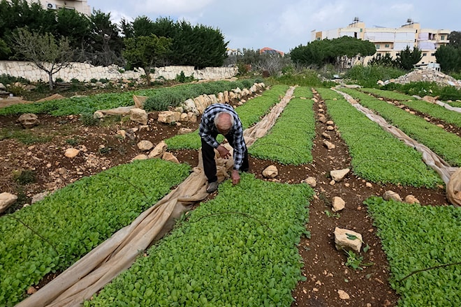 طالت أضرار الحرب نحو 22.5% من إجمالي المساحات الزراعية في لبنان (الأخبار)